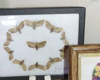 Atteva moth collection

