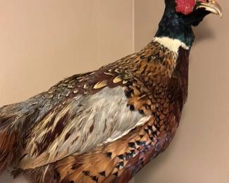 Taxidermy RingNecked Pheasant Mount 75 hero
