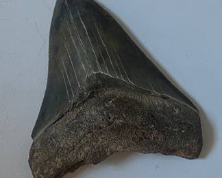 Megalodon shark’s tooth