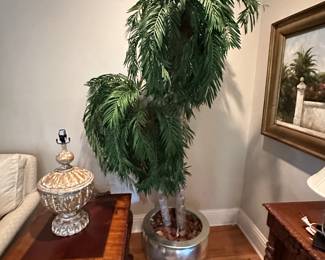 Large indoor plant 