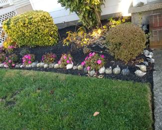 Plants & whelk shells