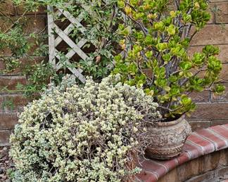 Many large potted plants