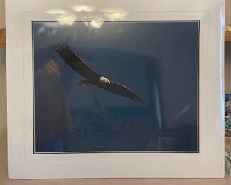 PHOTOGRAPHY OF EAGLE