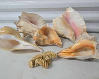 Sea shells