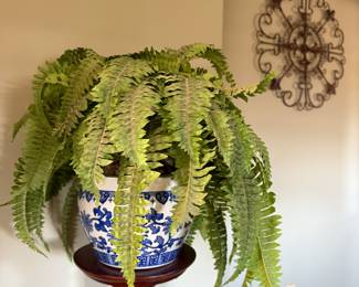 Silk fern, blue & white pot, plant stand 