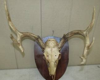 Deer Skull & Antlers