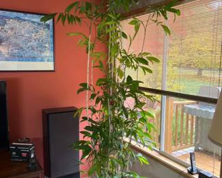 5 7TallPottedBambooPlantwithRollingStand