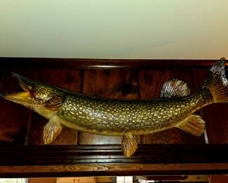 Taxidermy, Fish Mount, Northern Pike