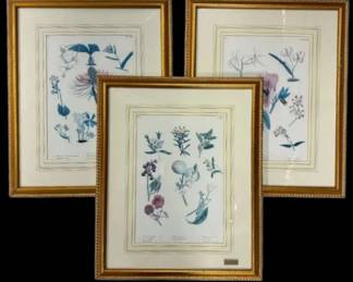 Three Gold Leaf Framed Botanical Watercolor Prints