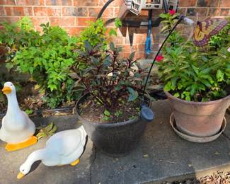 plants and flower pots