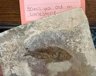 Green River Knightia Fossil Fish