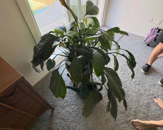 LARGE ASIAN DECO POT WITH PEACE LILLY PLANT