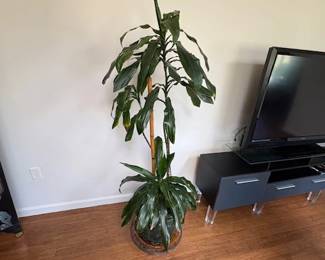LARGE POTTED PLANT DRAGON TREE
