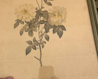 Pierre Joseph Resolute 1759-1840 Botanical print.