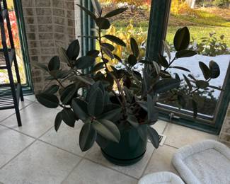 Large potted plant
