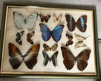 Mounted and framed butterflies