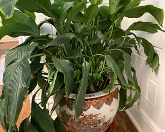 Asian planter & stand & plant