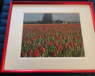 Framed Skagit Valley Tulip Field Photography - Signed by Artist