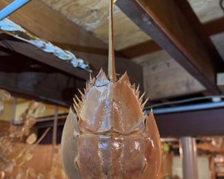 Basement. Down the stairs to the right in the kids and Avon area. Hanging