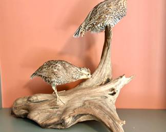 Quail display driftwood 