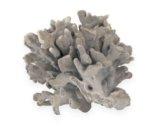 A Natural Specimen of Blue Ridge Coral (Heliopora coerulea)