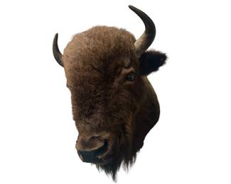 Bison taxidermy head