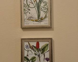 Botanical Framed Art