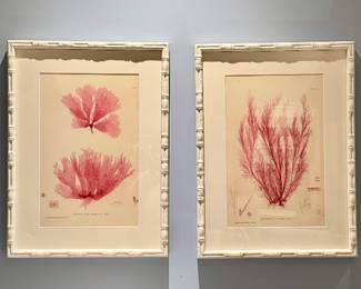 (4) Framed Coral Reef Prints