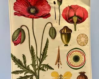 "Poppies" Botanical Chart