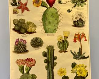 "Cacti" Botanical Chart