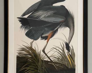 "Great Blue Heron" Hand Colored Engraving