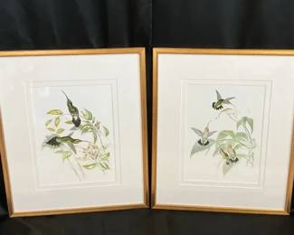 Gould Hummingbird Prints 