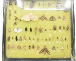 A Collection of Preserved Insects in an Entomological Display Box
