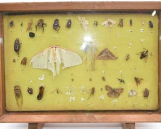 Vintage Entomological Display Case with Diverse Pinned Insect Collection, Dated 1961
