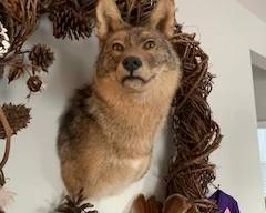 Michigan Coyote - shoulder mount - circa 1999