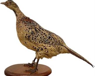 Taxidermy Female Ringneck Pheasant on Wood Base