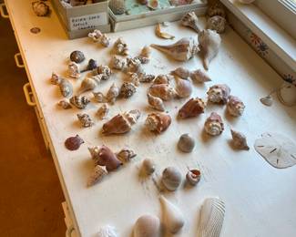 Seashells