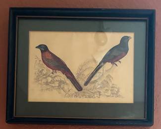 John Gould 19C "Two birds" British Ornithologist
