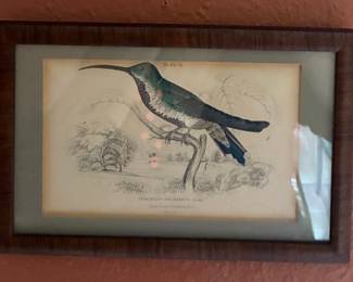 John Gould 19C "Trochilus Gramineus Black Throated Hummingbird" British Ornithologist