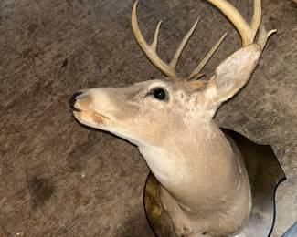 Deer mount