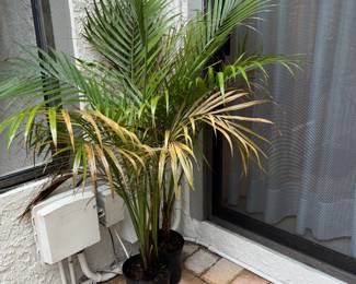 Real life, Majesty Palms