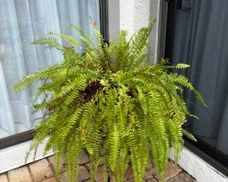 Real life fern