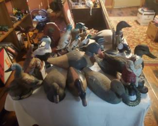 Some ducks unlimited