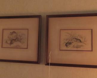 Pair of 1838 etching of common shrew.