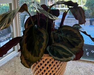 Plants, pots, patio furniture, garden tools and yard art.