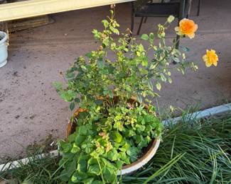 Large outdoor potted rose bush with vibrant yellow blooms—healthy and ready for transplant or patio display.