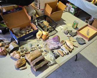 Petrified wood and fossils