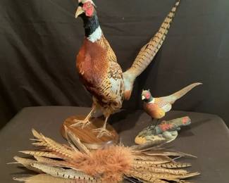 Pheasants 