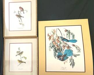 Assorted Bird Prints