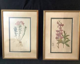 Two Colorful Lily Prints